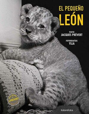 EL PEQUEÑO LEÓN