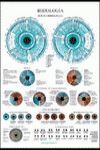 IRIDOLOGIA