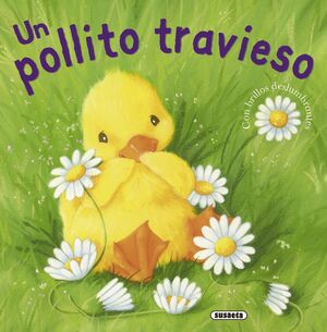 POLLITO TRAVIESO,UN