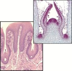 DIAGNÒSTIC HISTOLÒGIC ANIMAL I VEGETAL